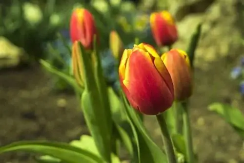 Тюльпаны луковичные, которые цветут весной