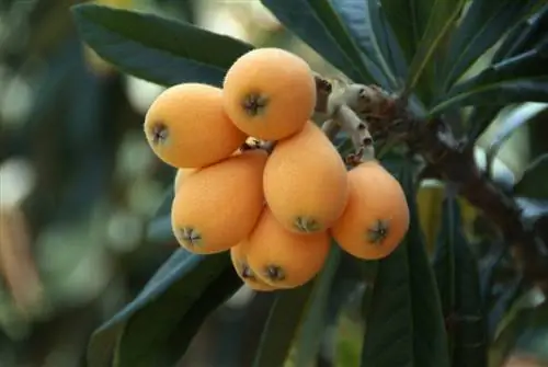 Болезни мушмулы (Eriobotrya japonica)