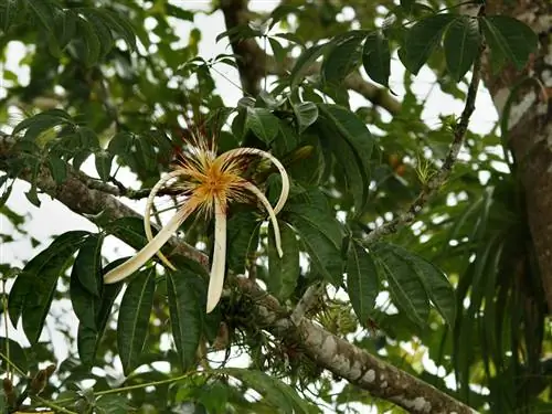 Pachira aquatica (соцветие) Pachira aquatica (соцветие)