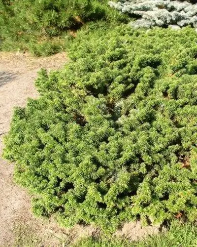 Abies balsamea nana компактна.