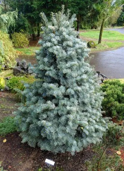 Abies concolor Archers Dwarf маленький