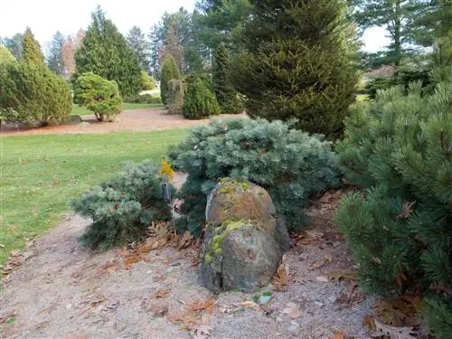 Abies concolor hosta la vista - компактное растение.