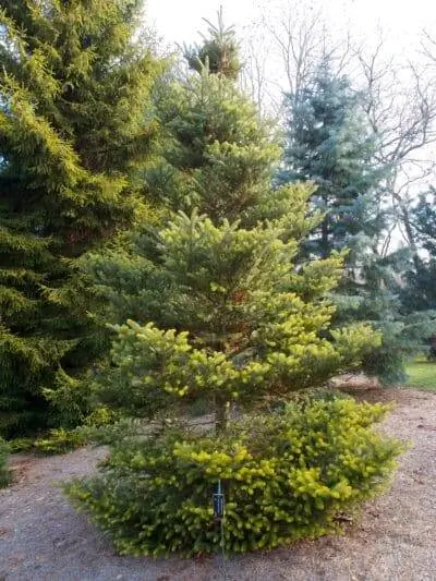Abies koreana aurea - вид садовой пихты.