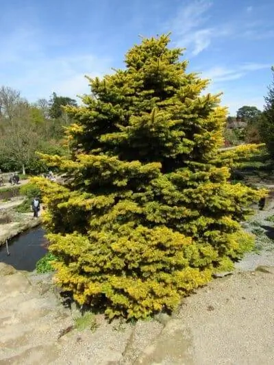 Abies 'Golden Spreader' относится к типу елей.