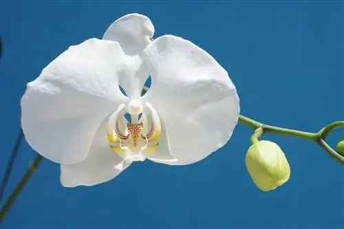 Phalaenopsis amabilis известен как лунная орхидея.