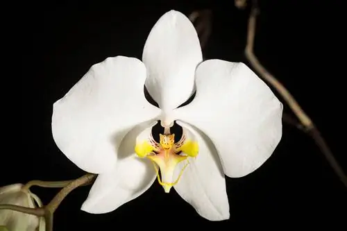 Phalaenopsis amabilis - эпифитное растение, произрастающее в Азии и Австралии.