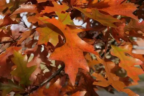 Quercus palustris осенью