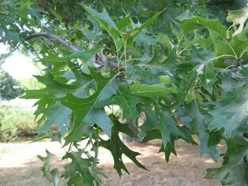 Дуб болотный (Quercus palustris)