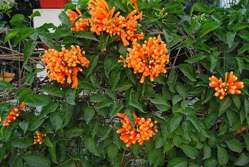 Pyrostegia venusta - растение с оранжевыми цветами.