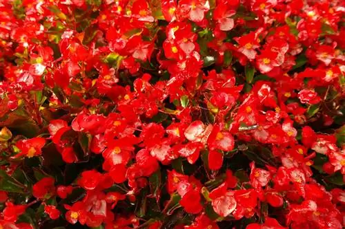 Бегония дублетная (Begonia × semperflorens-cultorum)