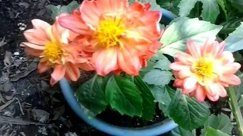Горшок с маленькими георгинами Источник: Youtube Jardín Feliz Прекрасные красоты Мексики Горшок с маленькими георгинами Источник: Youtube Jardín Feliz Прекрасные красоты Мексики