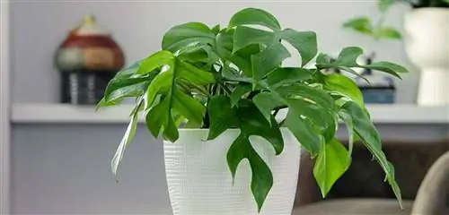 горшок для мини-монстеры источник: Costa Farms