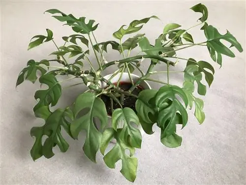 Rhaphidophora tetrasperma: характеристики, уход и использование