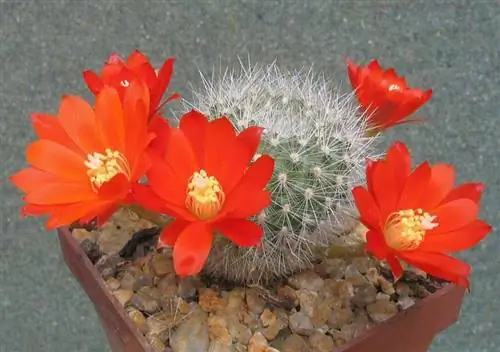 Rebutia fiebrigii