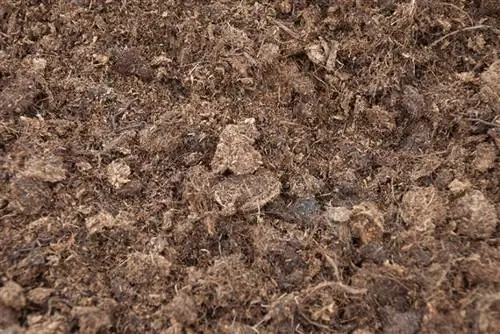 светлый торф