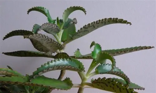 Молодой экземпляр Kalanchoe daigremontiana
