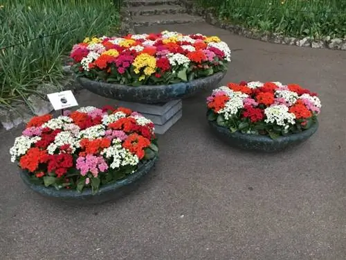 Посадите каланхоэ в горшки, чтобы украсить свой сад