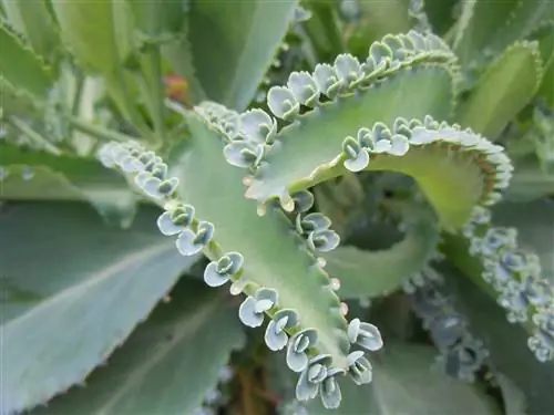 Каланхоэ: какие они и как за ними ухаживают?