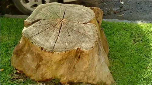 как высушить дерево от корней