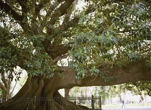 огромные деревья