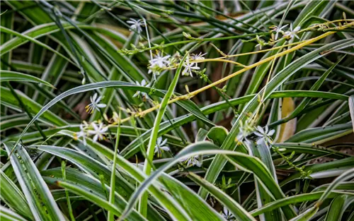 Плохая мать или лента быстро растет