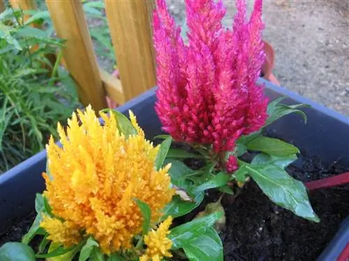 Celosia plumosa - однолетнее растение.