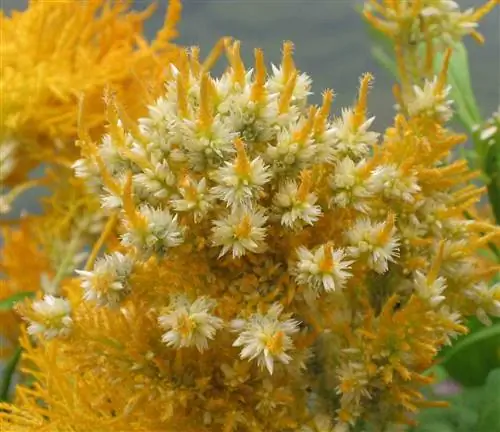 Цветок целозии маленький