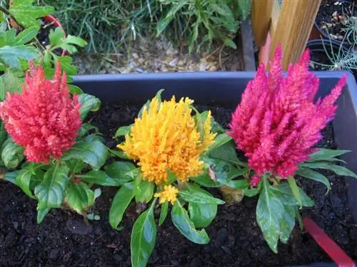 Целозия перистая в саду