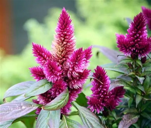 Целозия пернатая