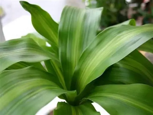 Водяная палочка