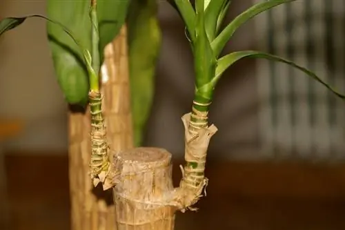 Водяная палочка