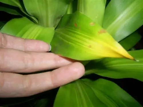 Листья водной палочки