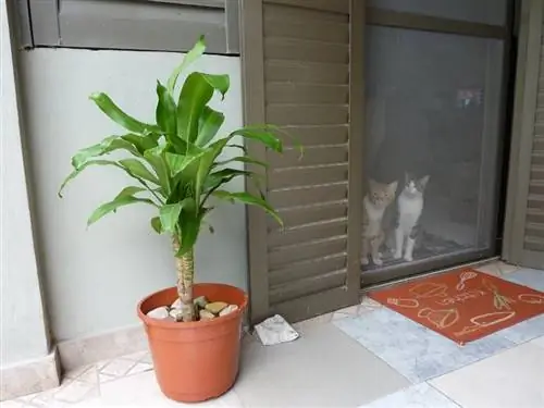 Уход за водными палочками