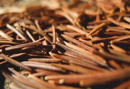Хвоя - хорошее удобрение