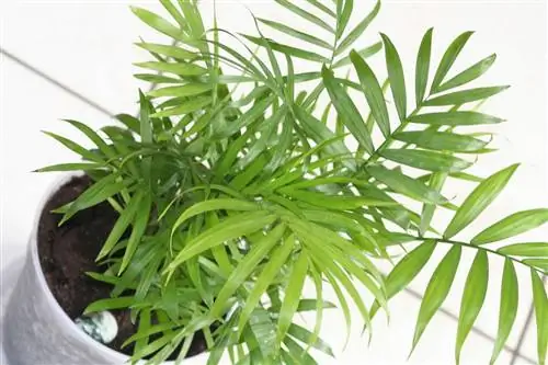 Пальму из гостиной можно оставить в спальне