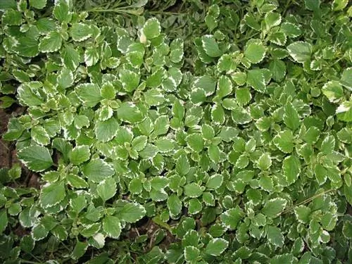 благовония