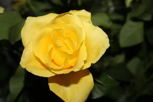 Кусты роз в Испании обрезают в конце зимы