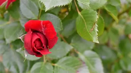 Обрезка роз проводится зимой