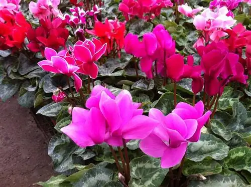 Цветы альпийской фиалки