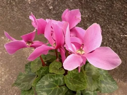 цикламен персикум