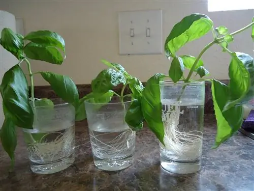 Самодельные корнеплоды пригодятся для черенкования