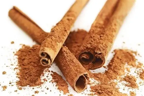 Лучшие домашние средства для укоренения черенков