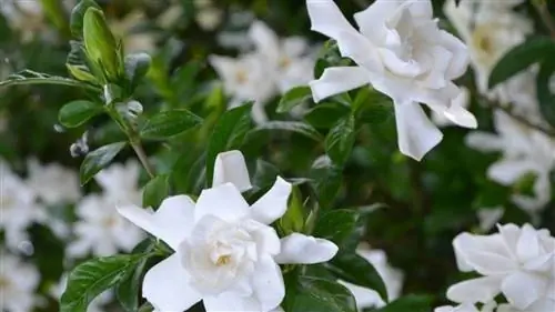 какой самый ароматный жасмин