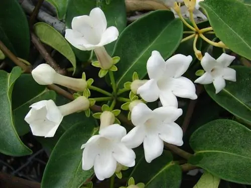 мадагаскарский жасмин