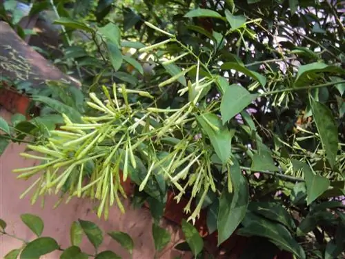 леди ночь цветы