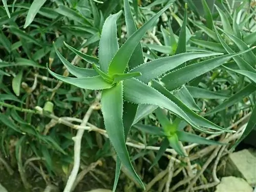 Aloe ciliaris - разновидность алоэ