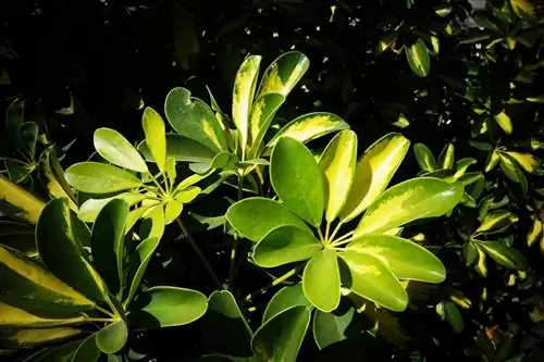 Нитрофоска применяется, когда растения здоровы.