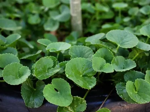 Что такое нитрофоска и для чего она используется?