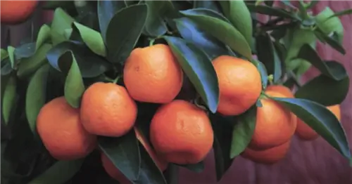 апельсиновая плантация