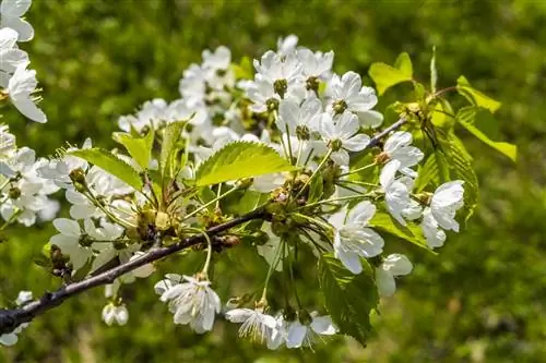 Prunus spinosa - это дерево, дающее съедобные плоды.